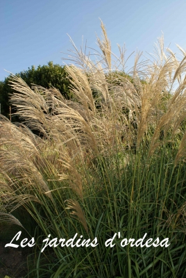 Miscanthus sinensis grosse fontane